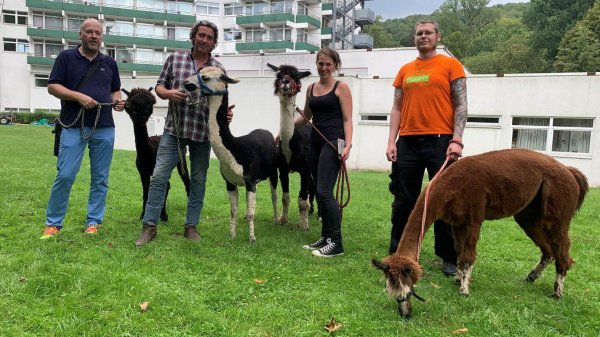 Gruppe von 4 Menschen mit Alpakas in der tiergestützten Therapie.