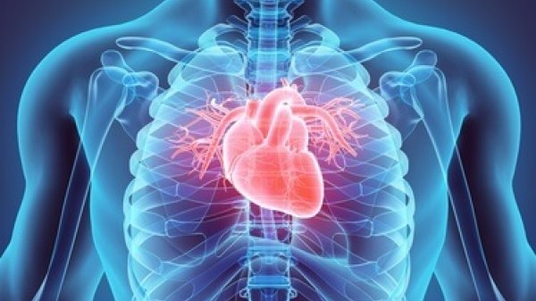 Schematische Darstellung des menschlichen Brustkorbs mit Hervorhebung des Herzens und den Herzkranzgefäßen.
