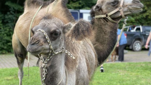 2 Kamele im Grünen zur tiergestützten Reha.