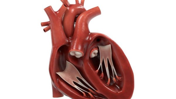 Bild eines halb aufgeschnittenen menschlichen Herzens, das die Herzkammern und -klappen offenbart