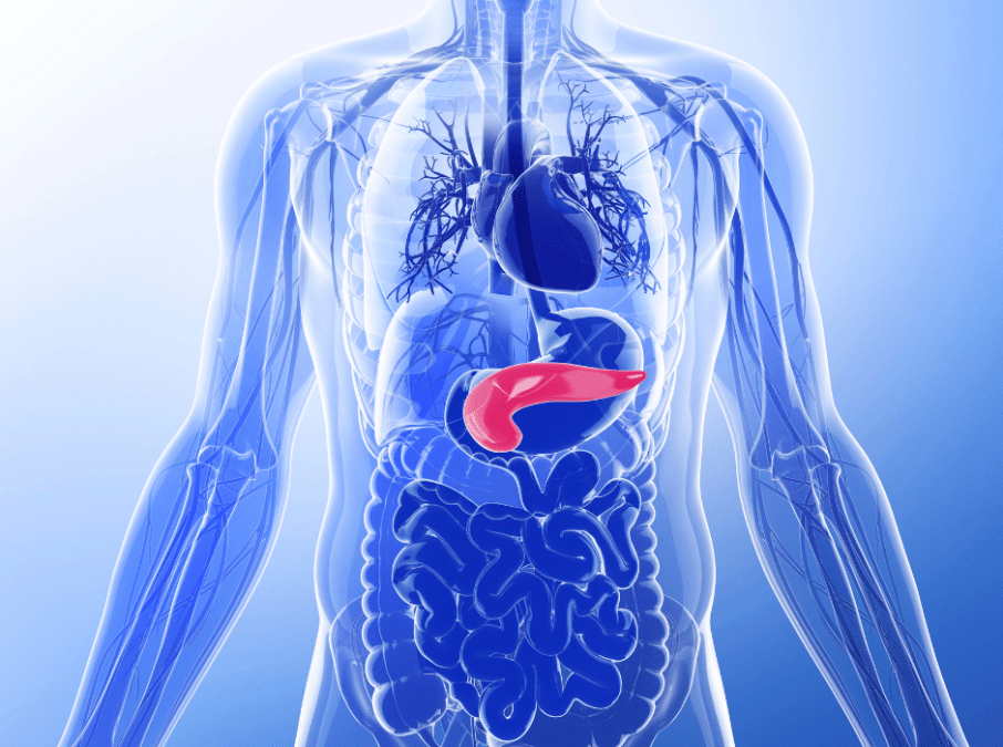 Anatomische Abbildung des Pankreas im Rumpf in blauen und roten Farbtönen.